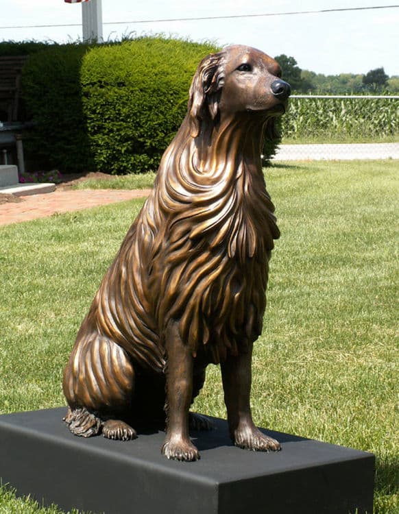 Bo - Golden Retriever Dog - Thumbnail 3