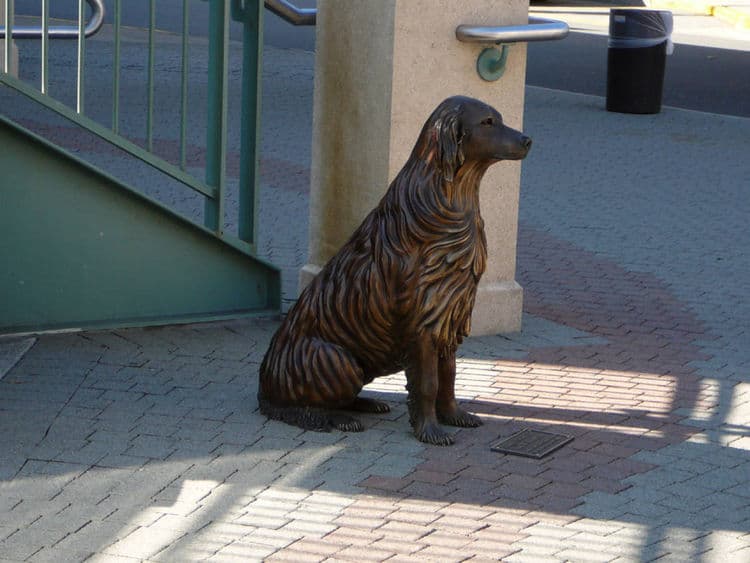 Bo - Golden Retriever Dog - Thumbnail 5