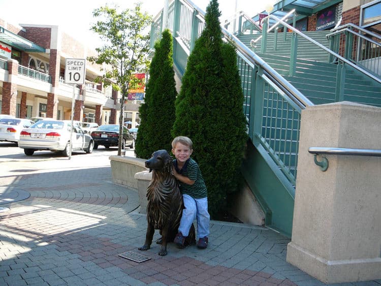 Bo - Golden Retriever Dog - Thumbnail 6
