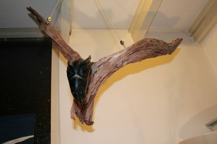 Dragon flies - Thumbnail 5