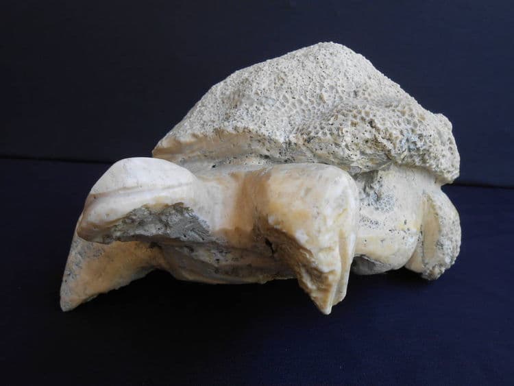 Turtle Child - Hero Image