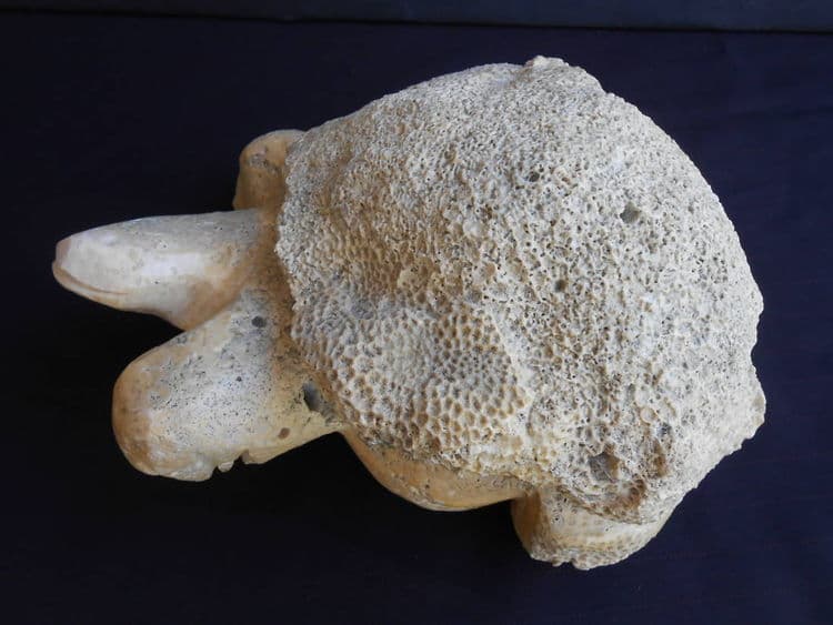 Turtle Child - Thumbnail 2