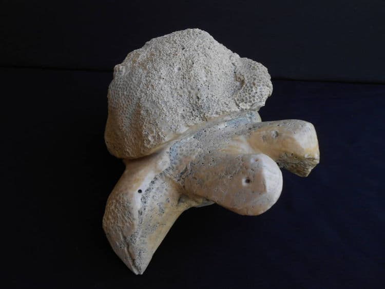 Turtle Child - Thumbnail 3