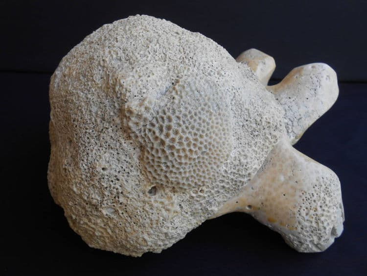 Turtle Child - Thumbnail 4