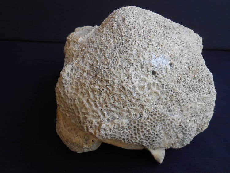 Turtle Child - Thumbnail 5