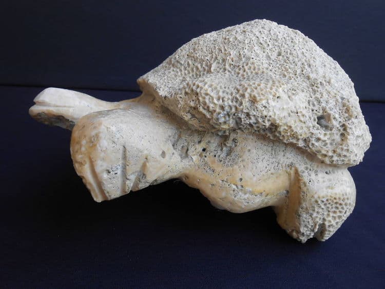 Turtle Child - Thumbnail 6