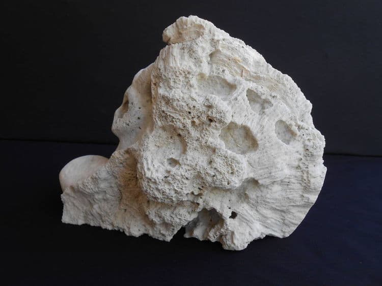 Sea Beauty - Thumbnail 5