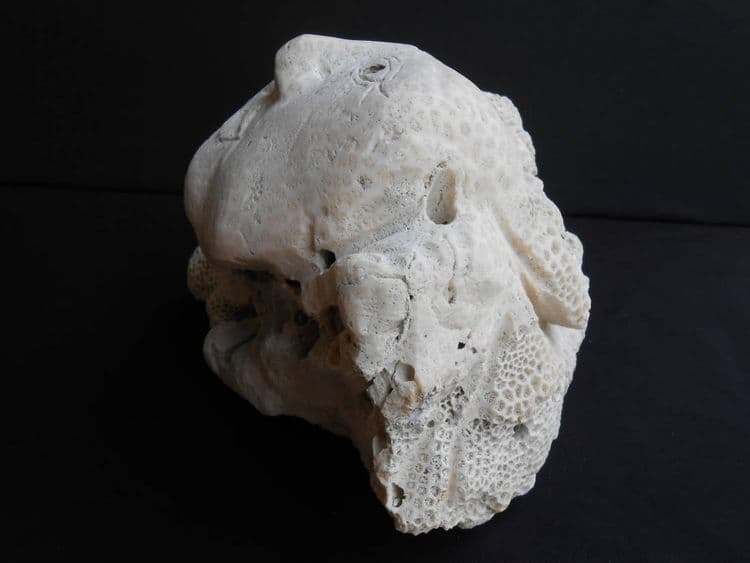 The Wink - Thumbnail 3