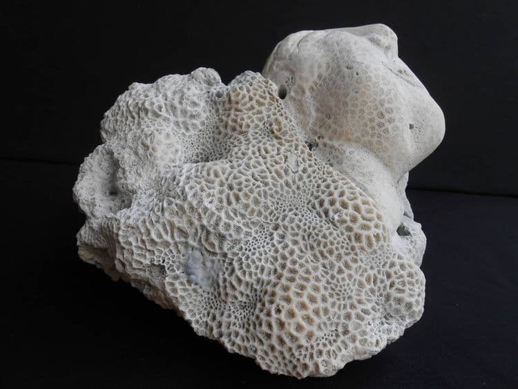 The Wink - Thumbnail 4