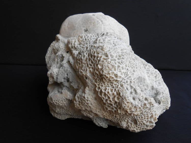 The Wink - Thumbnail 5