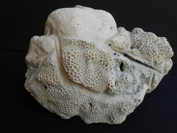 The Wink - Thumbnail 6