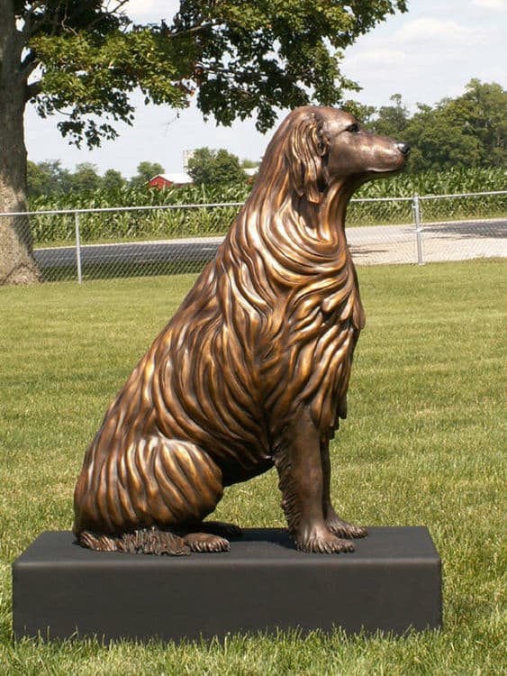 Bo - Golden Retriever Dog