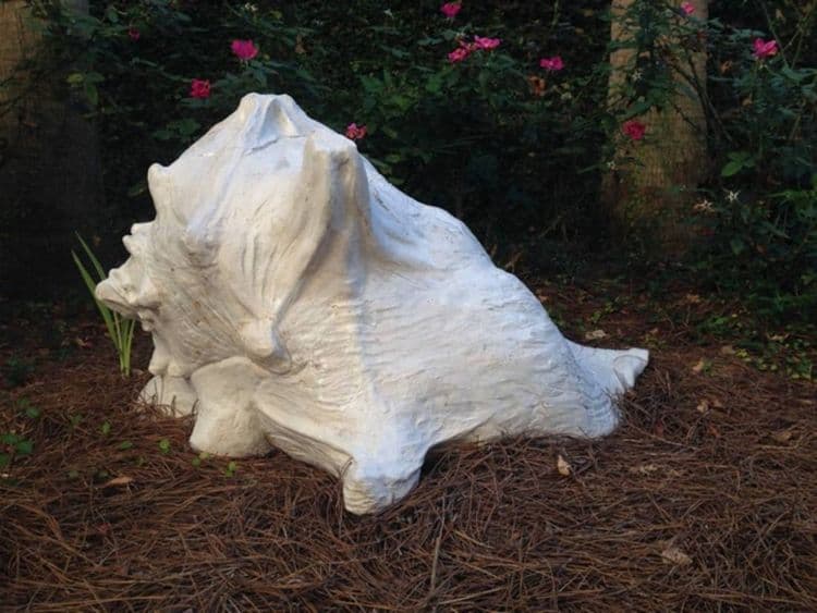 Conch Shell