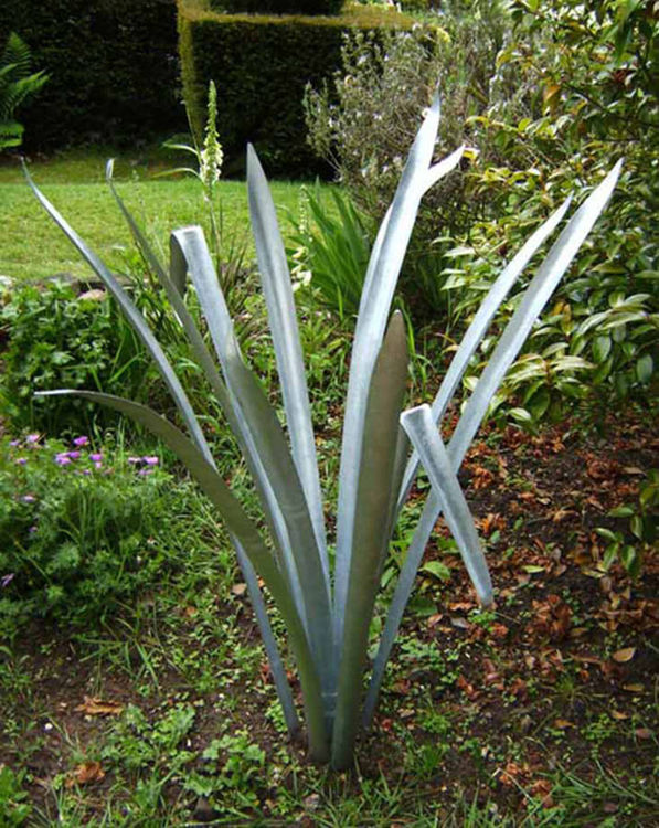 Phormium